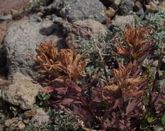 Castilleja rupicola