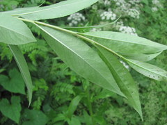 Salix