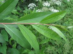 Salix