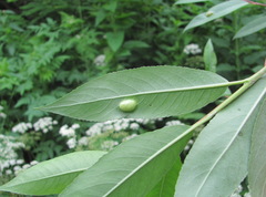 Salix
