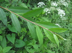 Salix