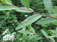 Salix