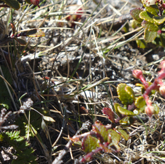 Rytidosperma setifolium