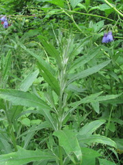 Cirsium arvense