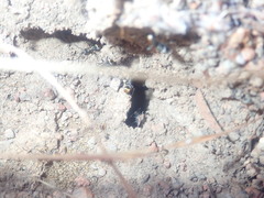 Polyrhachis trapezoidea