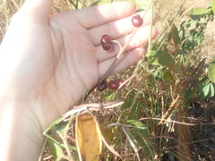 Grewia latifolia