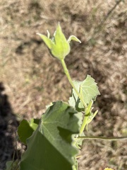 Abutilon grandiflorum