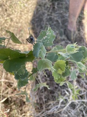 Abutilon grandiflorum