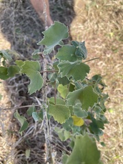 Abutilon grandiflorum