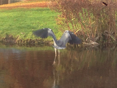 Ardea cinerea