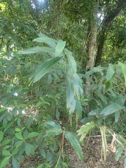Alpinia caerulea