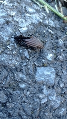 Carabus melancholicus