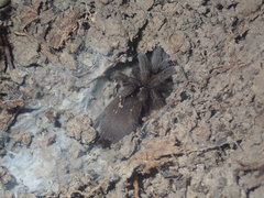 Coremiocnemis tropix