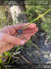 Mesomelaena tetragona