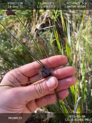 Mesomelaena tetragona