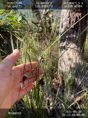 Mesomelaena tetragona