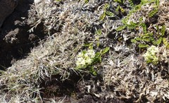 Rytidosperma setifolium