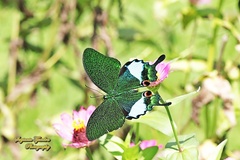 Papilio karna