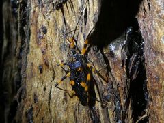 Havinthus rufovarius