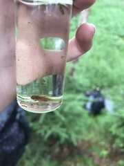 Lissotriton vulgaris