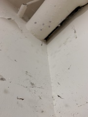 Zosis geniculata