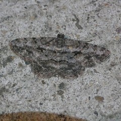 Psilalcis isombra