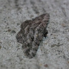 Psilalcis isombra
