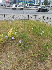 Cichorium intybus