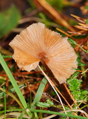 Entoloma aromaticum