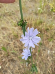 Cichorium intybus