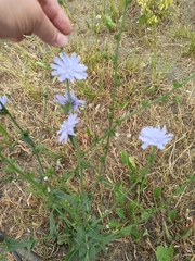 Cichorium intybus