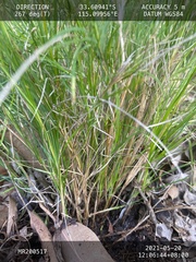 Lomandra pauciflora