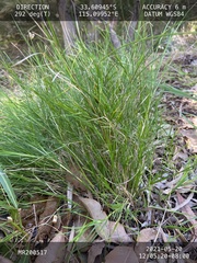 Lomandra pauciflora