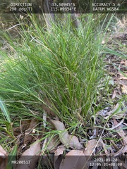Lomandra pauciflora