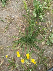 Scorzoneroides autumnalis