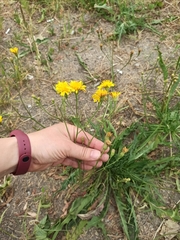 Scorzoneroides autumnalis