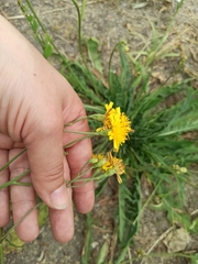 Scorzoneroides autumnalis