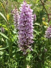 Dactylorhiza fuchsii