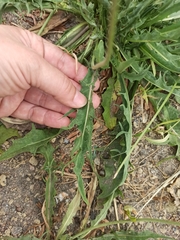 Scorzoneroides autumnalis