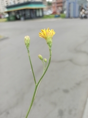 Scorzoneroides autumnalis