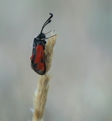 Zygaena punctum