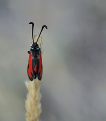 Zygaena punctum