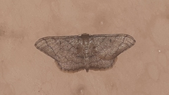 Idaea amplipennis