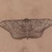 Idaea amplipennis