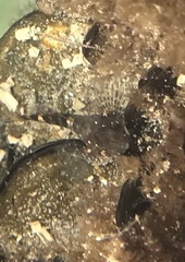 Oligocottus maculosus