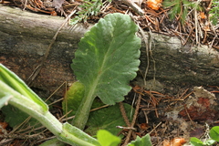 Tephroseris longifolia