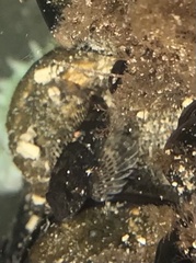 Oligocottus maculosus