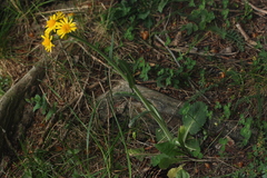 Tephroseris longifolia