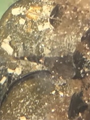 Oligocottus maculosus