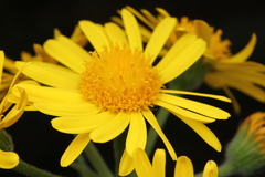 Tephroseris longifolia